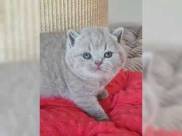 Britisch Kurzhaar, BKH Kitten