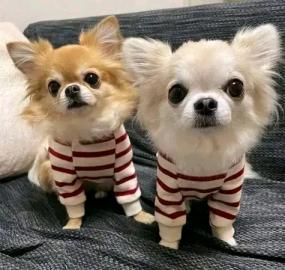 Chihuahuas sehr guter