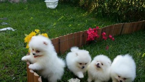 Zwergspitz / Pomeranian-Welpen mit Pap. 