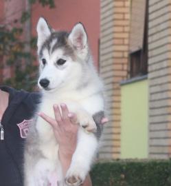 Siberian Husky Welpen aus TOP Verpaarung