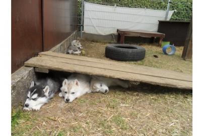 Reinrassige Siberian Husky !!