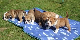 Englische Bulldoggen welpen whatsapp num