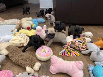 S��e Mops Welpen