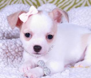 SUPER Chihuahua Welpen in Kurzhaar, VDH/