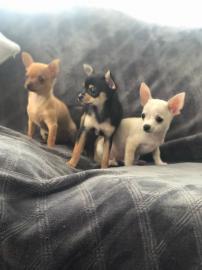 Wundersch?ne Chihuahua-Welpen