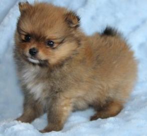 Super~s��e~zwergspitze~pomeranian~ welpe