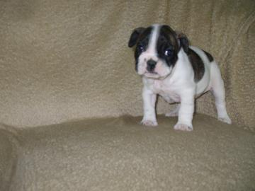 franz?sische Bulldogge