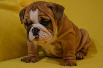 English Bulldog - Englische Bulldogge We