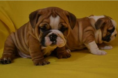 English Bulldog - Englische Bulldogge We