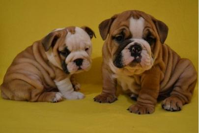 English Bulldog - Englische Bulldogge We