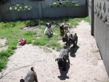 Wundersch�ne Franz. Bulldogge !