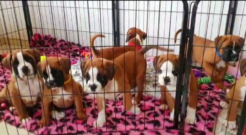 Boxerwelpen zu verkaufen