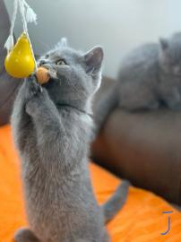 Britisch Kurzhaar, BKH Kitten mit Sta