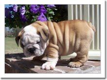 Sch�ne Bulldog Welpen zur Annahme
