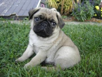 S��e-Mops Welpen