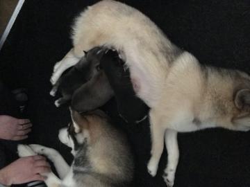 s��e Pomsky Welpen