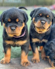 Qualit�t Rottweiler Welpen mit Papieren