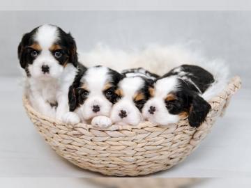 Cavalier King Charles Spaniel Welpe