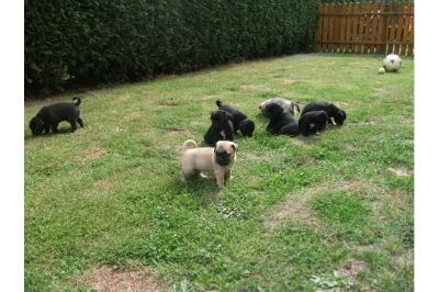 Mops  Welpen suchen wundersch�nes Zuhau
