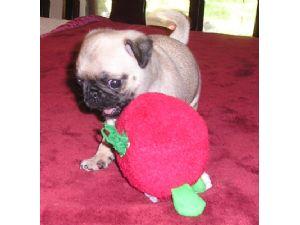 S�sse mops welpen