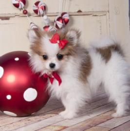Zwergspitz / Pomeranian welpen