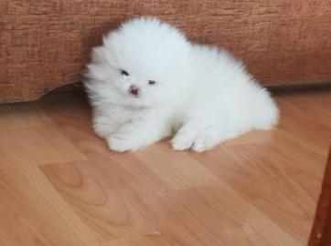 Traumhafte Pomeranian Welpen