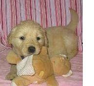 Golden Retriever Welpen zur Annahme