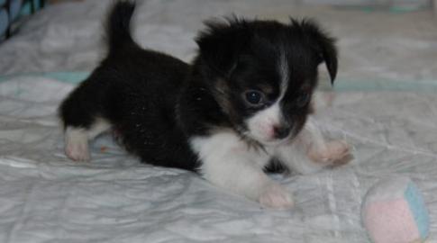 MINI Chihuahua Preis: 150 euros