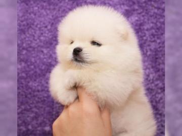 Kleine Zwergspitz ( Pomeranian) Babys au