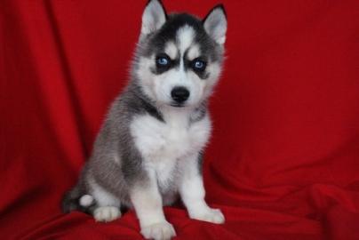 Siberian Husky Puppies Blaue Augen berei