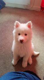 Siberian Husky Puppies Blaue Augen berei