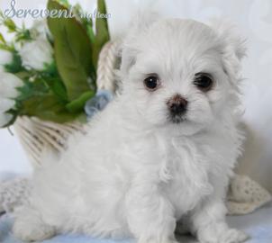 s��e Mini- Malteser Welpen | Puppengesic