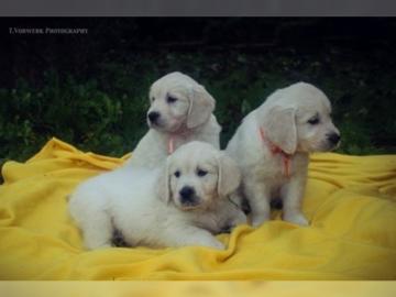 Golden Retriever Welpen