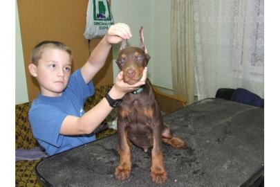 Reinrassige Dobermannwelpen mit VDH-Papi