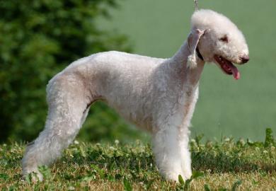 Bedlington Terrier mit Papiere