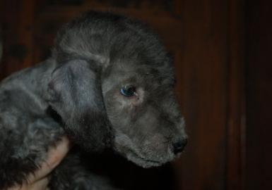 Bedlington Terrier mit Papiere