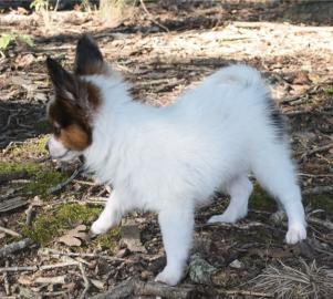 Sch?ne Papillon Welpen
