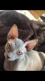 Sphynx Nur noch 3 Jungen zu verkaufen