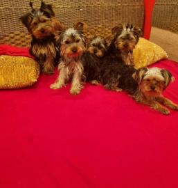 Yorkshire Terrier Welpen VDH whatsapp Nu