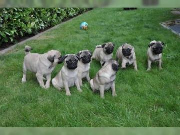 Mini Mops welpen geimpft,+32466492901