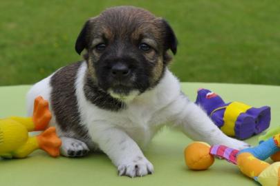 Jack Russel-Welpen 200 euros