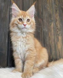Sch�ne Maine Coon K�tzchen abzugeben