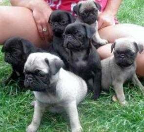 Mops welpen suchen neues Zuhause