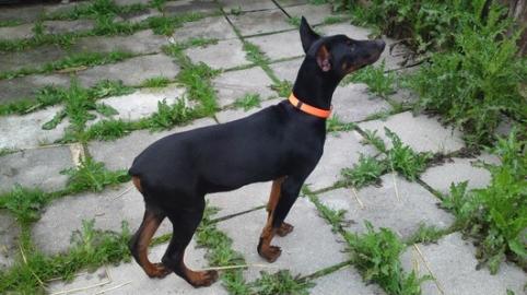 Dobermann Welpen, reinrassig,