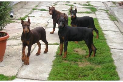 Dobermann Welpen, reinrassig,