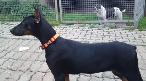 Dobermann Welpen, reinrassig,