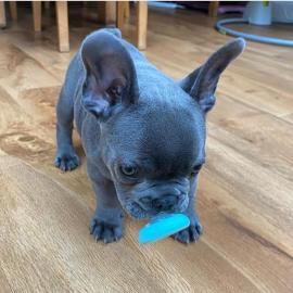 franz�sische bulldogge welpen zum verkau