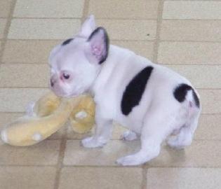 Franz�sische Bulldogge Welpen mit papier