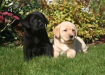 ++Mini-Retriever Welpen ein Traum in kle