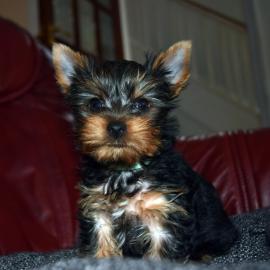 Yorkshire Terrier Yorki Welpen